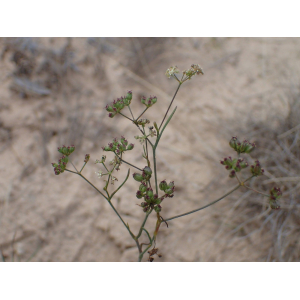 Seseli longifolium L. subsp. longifolium (Séséli à feuilles longues)