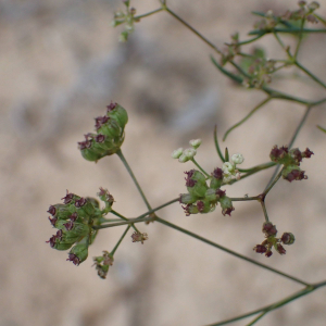 Photographie n°2542657 du taxon Seseli longifolium subsp. longifolium 