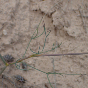  - Seseli longifolium subsp. longifolium 