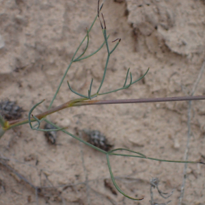  - Seseli longifolium subsp. longifolium 