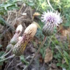 Photographie n°2542672 du taxon Cirsium arvense (L.) Scop.