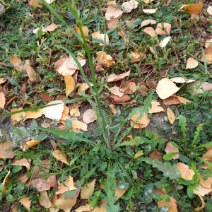 Photographie n°2542675 du taxon Chondrilla juncea L.