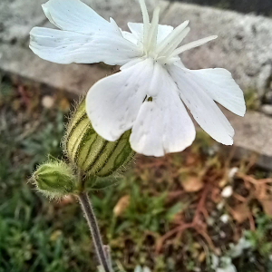 Photographie n°2542697 du taxon Silene latifolia subsp. alba (Mill.) Greuter & Burdet