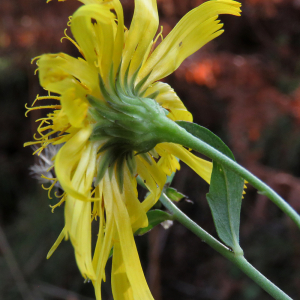 Photographie n°2542710 du taxon Hieracium umbellatum L. [1753]