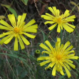 Photographie n°2542714 du taxon Hieracium umbellatum L. [1753]