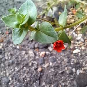 Photographie n°2542720 du taxon Lysimachia arvensis (L.) U.Manns & Anderb.