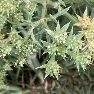 Photographie n°2542742 du taxon Echinophora spinosa L.