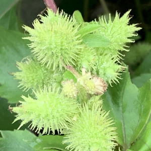 Photographie n°2542763 du taxon Xanthium orientale subsp. italicum (Moretti) Greuter