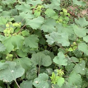 Photographie n°2542764 du taxon Xanthium orientale subsp. italicum (Moretti) Greuter