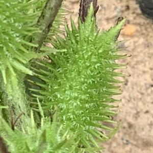 Photographie n°2542766 du taxon Xanthium orientale subsp. italicum (Moretti) Greuter