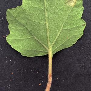 Photographie n°2542775 du taxon Xanthium orientale subsp. italicum (Moretti) Greuter