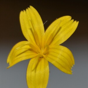 Photographie n°2542783 du taxon Lactuca muralis (L.) Gaertn.