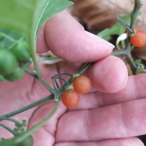 Photographie n°2542838 du taxon Solanum villosum Mill.