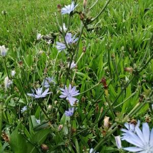 Photographie n°2542848 du taxon Cichorium intybus L.