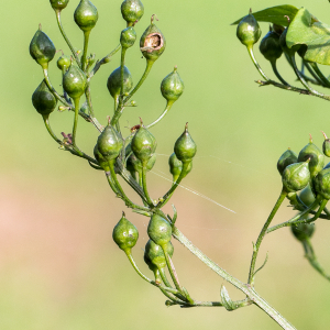 Photographie n°2542921 du taxon Scrophularia nodosa L.