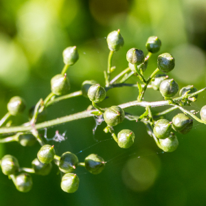 Photographie n°2542924 du taxon Scrophularia nodosa L.