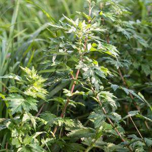 Photographie n°2542926 du taxon Artemisia vulgaris L.