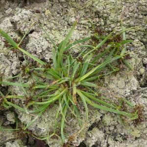 Photographie n°2542935 du taxon Cyperus fuscus L.