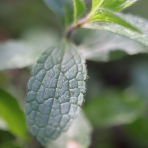 Photographie n°2542941 du taxon Stachys recta L. [1767]