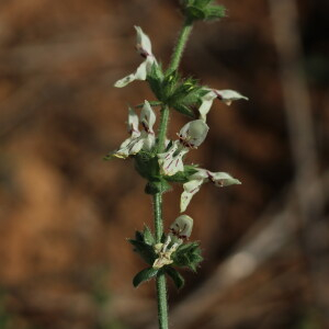 Photographie n°2542949 du taxon Stachys recta L.