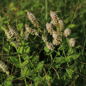 Photographie n°2542954 du taxon Mentha suaveolens Ehrh.