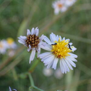 Photographie n°2542982 du taxon Tripolium pannonicum (Jacq.) Dobrocz.