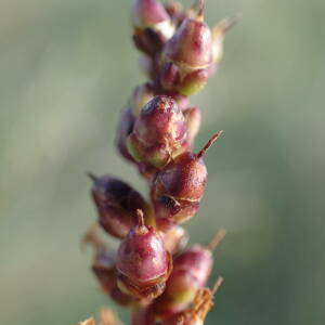 Photographie n°2542988 du taxon Plantago cornutii Gouan