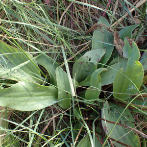 Photographie n°2542990 du taxon Plantago cornutii Gouan