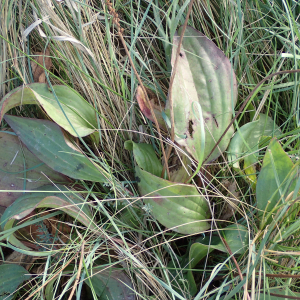 Photographie n°2542991 du taxon Plantago cornutii Gouan