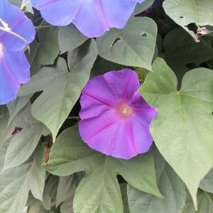  - Ipomoea indica (Burm.) Merr.