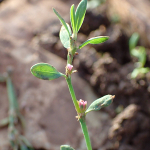 Photographie n°2543053 du taxon Polygonum aviculare L.