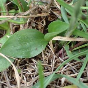 Photographie n°2543075 du taxon Spiranthes spiralis (L.) Chevall.