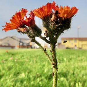 Photographie n°2543099 du taxon Pilosella aurantiaca (L.) F.W.Schultz & Sch.Bip.