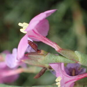 Photographie n°2543129 du taxon Limoniastrum monopetalum (L.) Boiss.