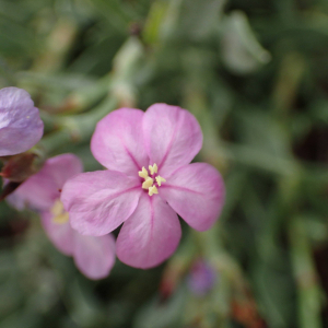 Photographie n°2543130 du taxon Limoniastrum monopetalum (L.) Boiss.