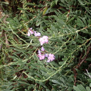 Photographie n°2543133 du taxon Limoniastrum monopetalum (L.) Boiss.