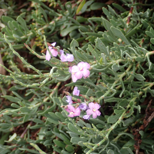 Photographie n°2543134 du taxon Limoniastrum monopetalum (L.) Boiss.