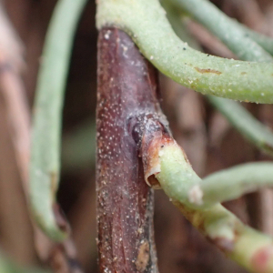 Photographie n°2543135 du taxon Limoniastrum monopetalum (L.) Boiss.