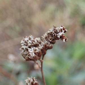 Photographie n°2543137 du taxon Limonium auriculiursifolium (Pourr.) Druce