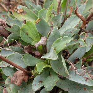Photographie n°2543138 du taxon Limonium auriculiursifolium (Pourr.) Druce