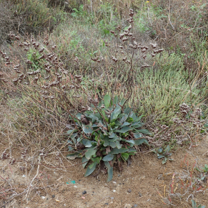 Photographie n°2543140 du taxon Limonium auriculiursifolium (Pourr.) Druce