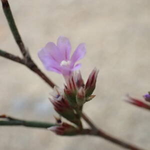 Photographie n°2543150 du taxon Limonium companyonis (Gren. & Billot) Kuntze