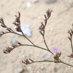 Photographie n°2543153 du taxon Limonium companyonis (Gren. & Billot) Kuntze