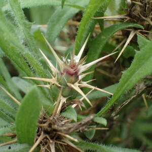 Photographie n°2543230 du taxon Centaurea calcitrapa L.