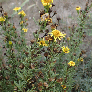 Photographie n°2543254 du taxon Limbarda crithmoides (L.) Dumort.