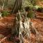 Photographie n°2543279 du taxon Taxodium distichum (L.) Rich.