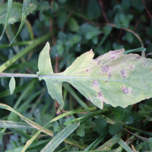 Photographie n°2543311 du taxon Rapistrum rugosum (L.) All. [1785]