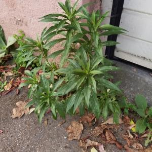 Photographie n°2543367 du taxon Solidago canadensis L. [1753] 