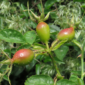 Rosa gremlii (H.Christ) H.Christ