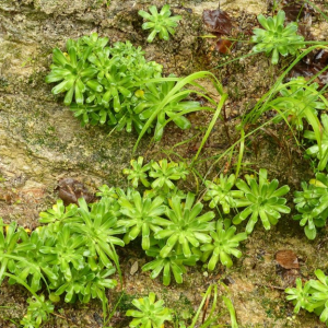 Photographie n°2543381 du taxon Saxifraga mutata L.